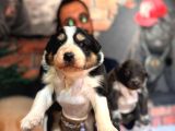 Dunyani̇n En Zeki̇ Irki Border Collie