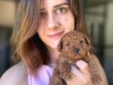 Toy Poodle Yavrular