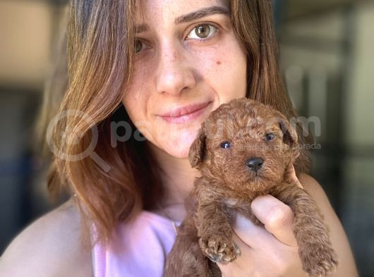 Toy Poodle Yavrular görsel