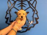 Sevi̇mli̇ Ve Oyuncu Malti̇poo Yavrulari
