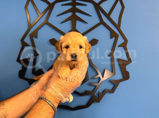 Sevi̇mli̇ Ve Oyuncu Malti̇poo Yavrulari görsel