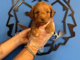 Sevi̇mli̇ Ve Oyuncu Malti̇poo Yavrulari