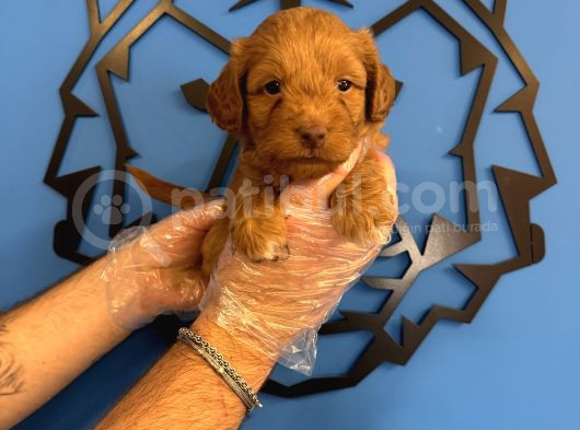 Sevi̇mli̇ Ve Oyuncu Malti̇poo Yavrulari görsel