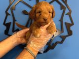 Sevi̇mli̇ Ve Oyuncu Malti̇poo Yavrulari