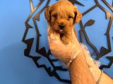 Sevi̇mli̇ Ve Oyuncu Malti̇poo Yavrulari
