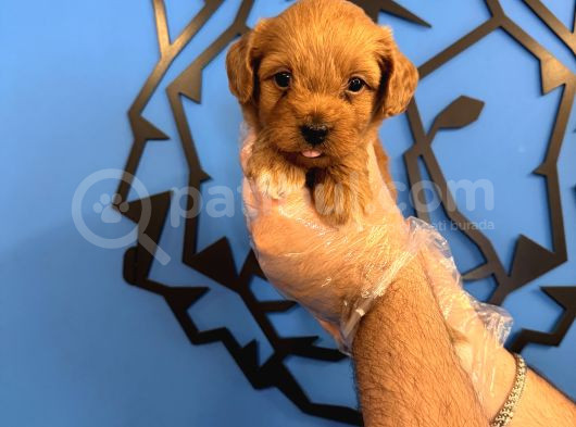 Sevi̇mli̇ Ve Oyuncu Malti̇poo Yavrulari görsel