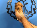 Tea Cup Malti̇poo Bebekleri̇mi̇z