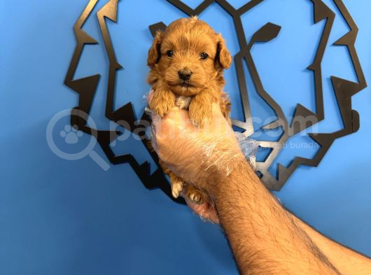 Tea Cup Malti̇poo Bebekleri̇mi̇z görsel