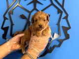 Tea Cup Malti̇poo Bebekleri̇mi̇z