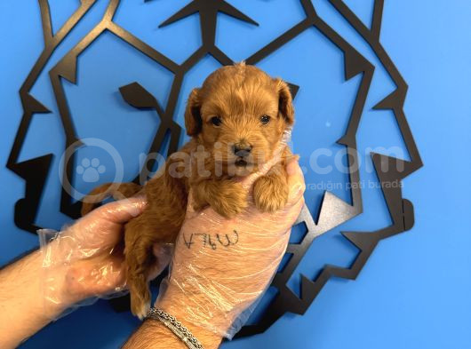 Tea Cup Malti̇poo Bebekleri̇mi̇z görsel