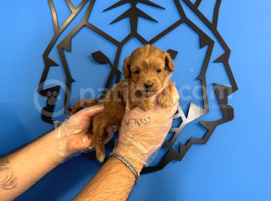 Tea Cup Malti̇poo Bebekleri̇mi̇z görsel
