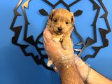 Tea Cup Malti̇poo Bebekleri̇mi̇z