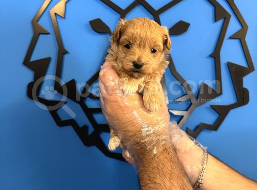 Tea Cup Malti̇poo Bebekleri̇mi̇z görsel