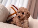 Kıvırcık maltipoo yavrum