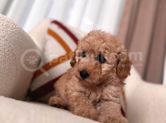 Kıvırcık Maltipoo Yavrum