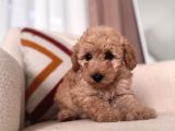 Kıvırcık Maltipoo Yavrum