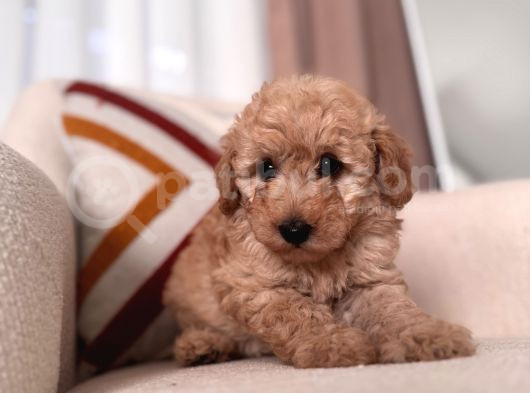 Kıvırcık Maltipoo Yavrum görsel
