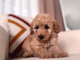 Kıvırcık Maltipoo Yavrum