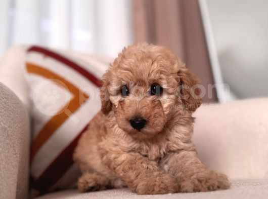 Kıvırcık Maltipoo Yavrum görsel