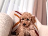 Kıvırcık Maltipoo Yavrum