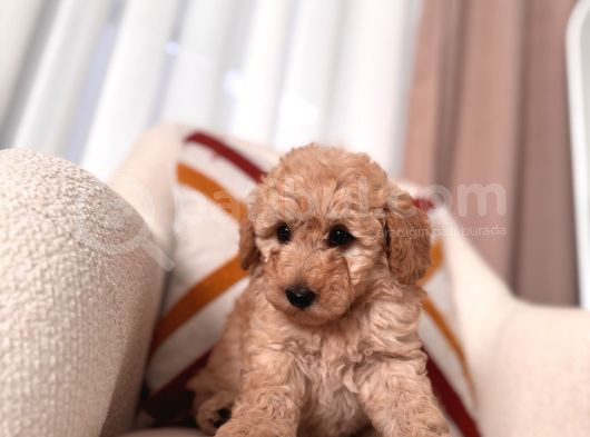 Kıvırcık Maltipoo Yavrum görsel