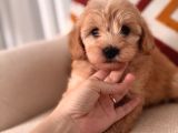 Maltipoo yavrum