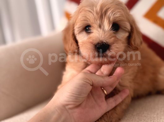Maltipoo Yavrum