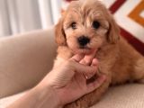 Maltipoo Yavrum