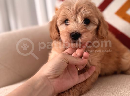 Maltipoo Yavrum görsel