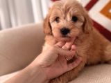 Maltipoo Yavrum