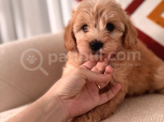 Maltipoo Yavrum görsel