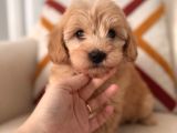 Maltipoo Yavrum