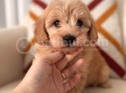 Maltipoo Yavrum görsel