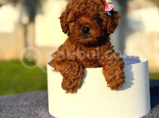 Toy Poodle görsel