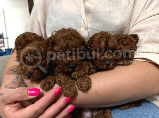 Toy Poodle görsel