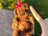 Toy Poodle