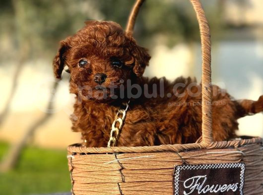 Toy Poodle görsel