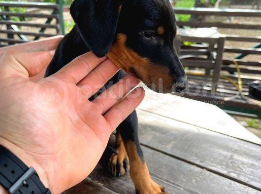 Safkan King Doberman Siyah 2 Aylık görsel