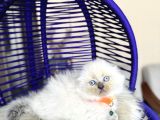 Show Kalite Scottish Fold Bluepoint Bebekler