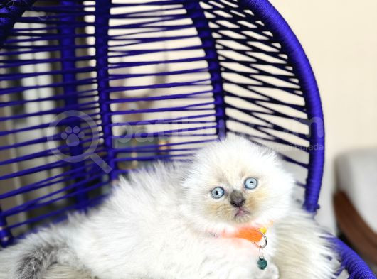 Show Kalite Scottish Fold Bluepoint Bebekler görsel