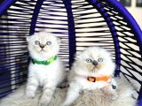 Show Kalite Scottish Fold Bluepoint Bebekler