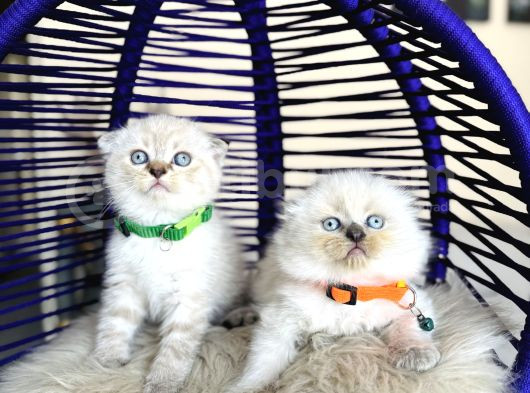 Show Kalite Scottish Fold Bluepoint Bebekler