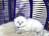 Show Kalite Scottish Fold Bluepoint Bebekler