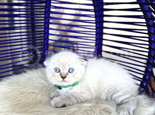 Show Kalite Scottish Fold Bluepoint Bebekler görsel