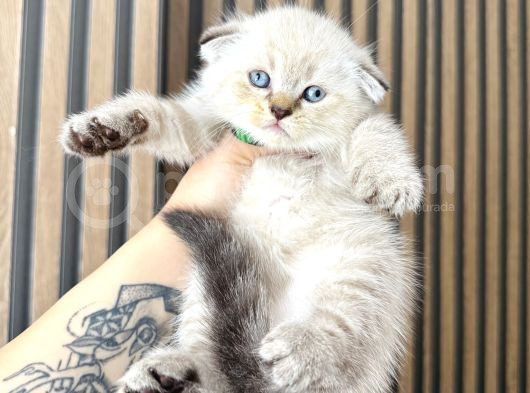 Show Kalite Scottish Fold Bluepoint Bebekler görsel