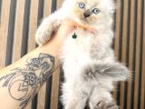 Show Kalite Scottish Fold Bluepoint Bebekler
