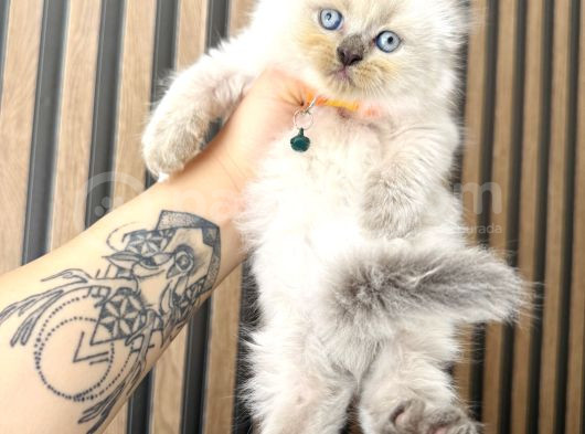 Show Kalite Scottish Fold Bluepoint Bebekler görsel