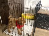 2 buçuk aylık yavru Maltipoo