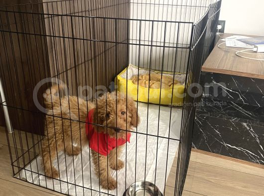 2 Buçuk Aylık Yavru Maltipoo