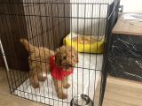 2 Buçuk Aylık Yavru Maltipoo